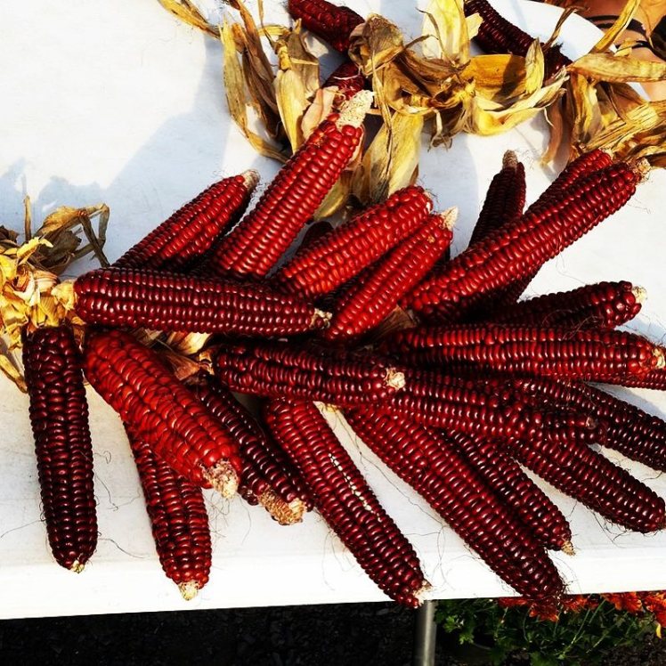 14956416_10209546725841608_8631682348062105494_n